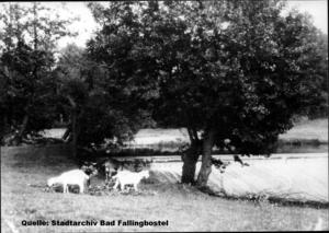 Bild vergrößern: Auch den Ziegen, den, wie es seinerzeit hieß, "Kühen des kleinen Mannes", gefiel es am Mühlenwehr